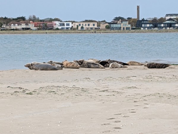 Bull Island 2
