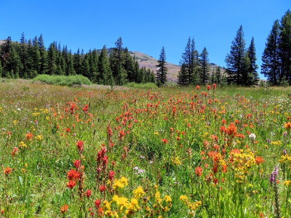 Meiss Meadow