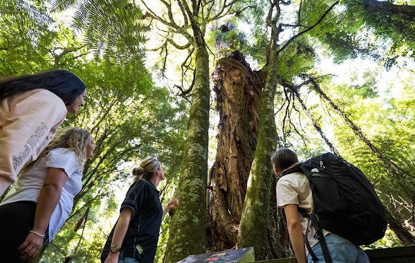 Sanctuary Mountain - Maungatautari