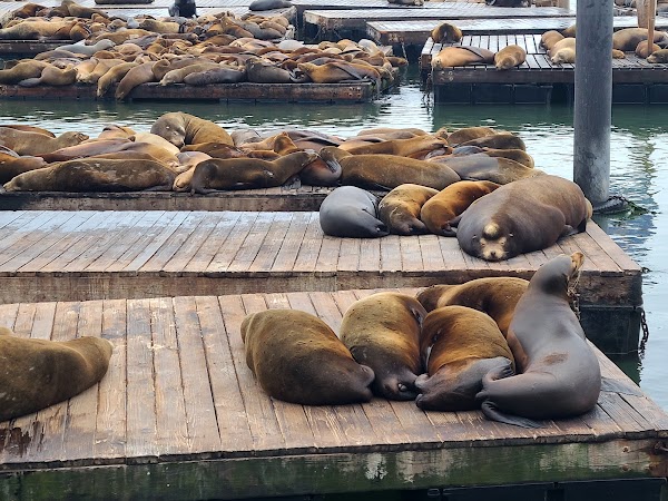Sea Lion Viewing Area 2