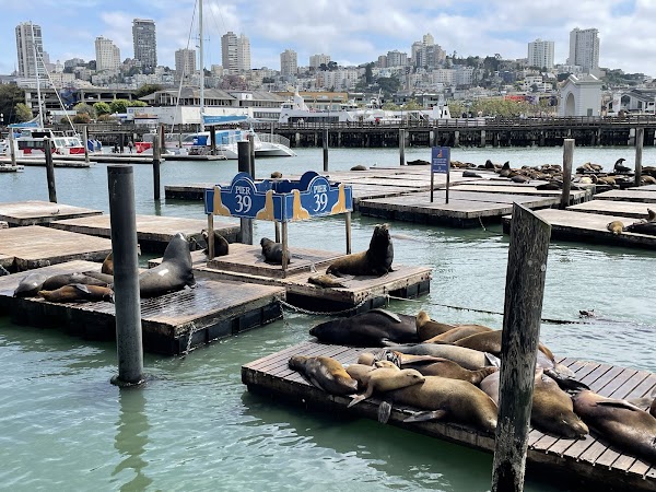 Sea Lion Viewing Area