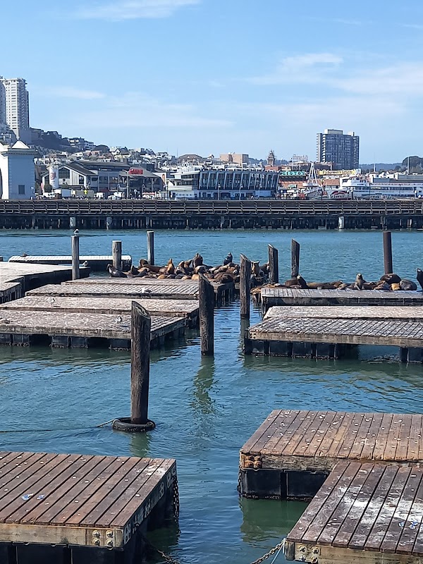 Sea Lion Viewing Area 6
