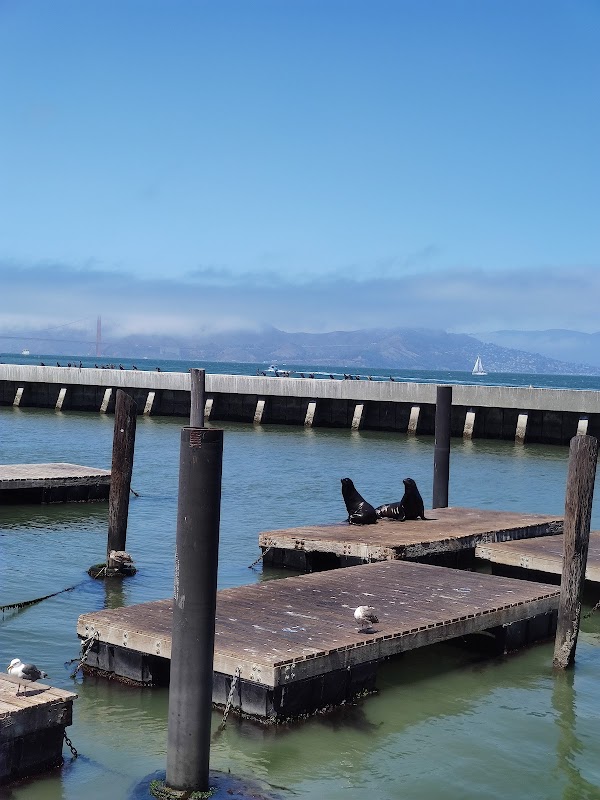 Sea Lion Viewing Area 5