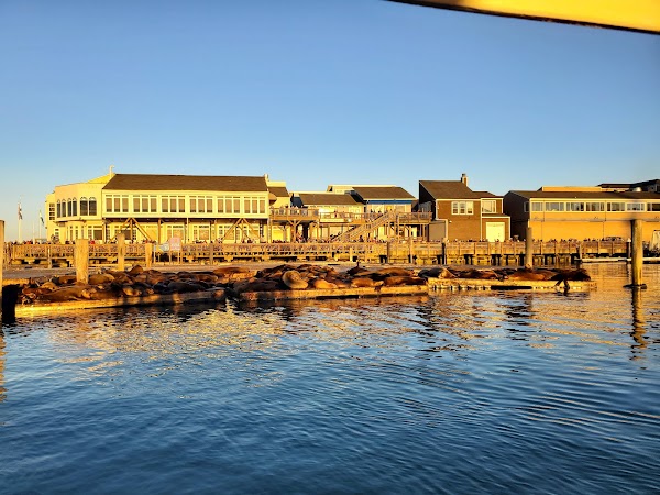 Sea Lion Viewing Area 4