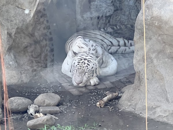 Manila Zoo 5