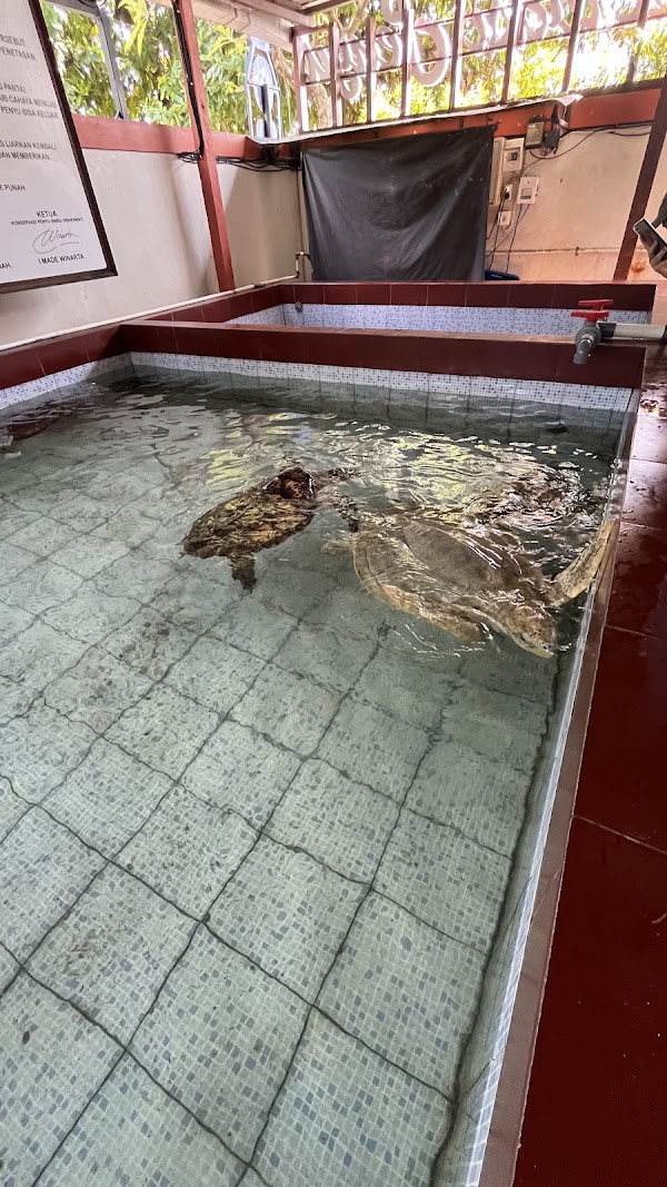 Sindu Dwarawati Turtle Conservation Center 3
