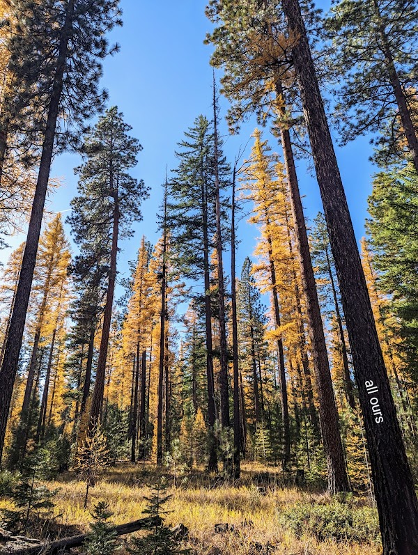 Metolius Preserve 1