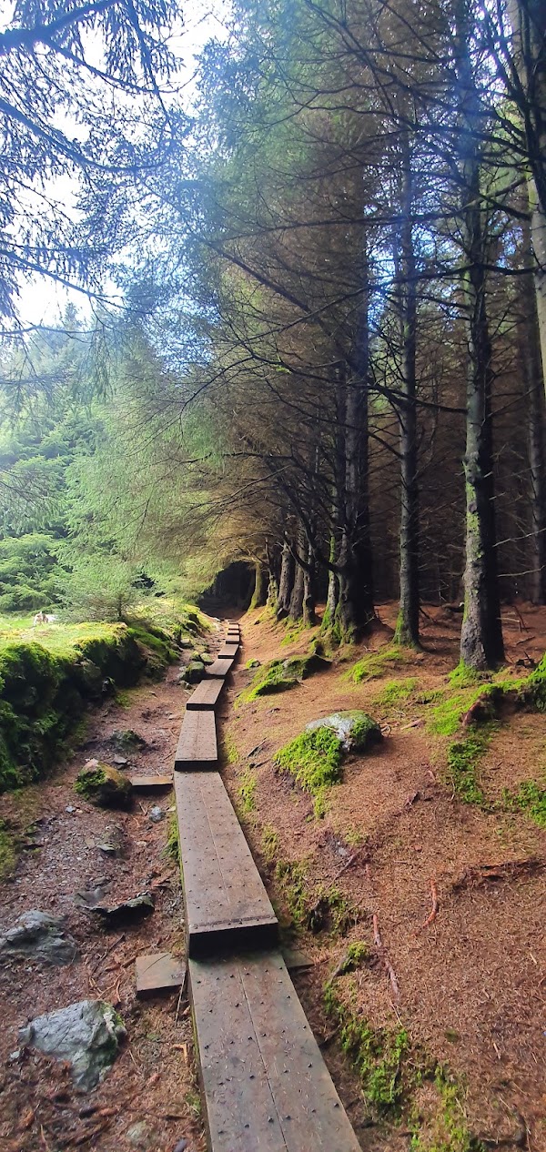 Ballinastoe Wood 4