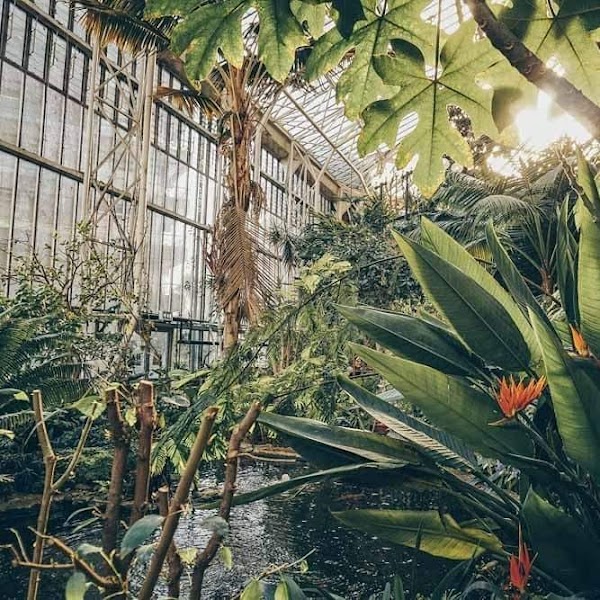 Barbican Conservatory 4