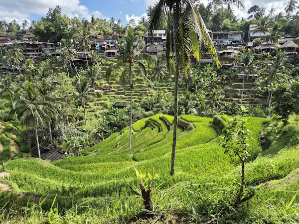 Ceking Rice Terrace 1