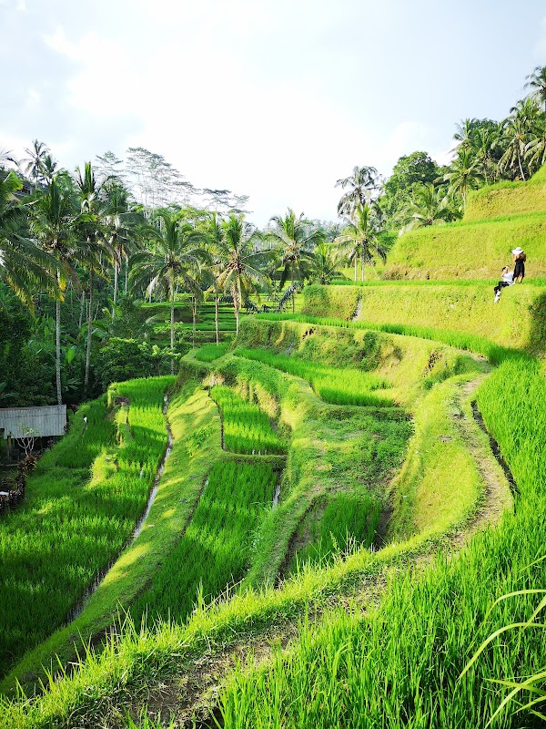 Ceking Rice Terrace 5