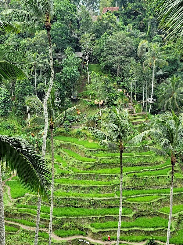 Ceking Rice Terrace 2
