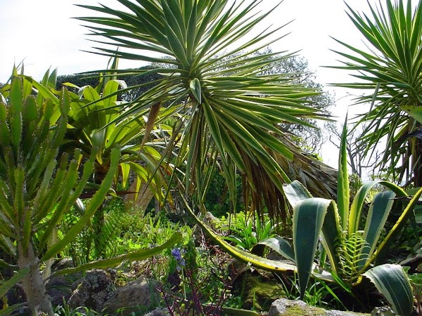 Tresco 3