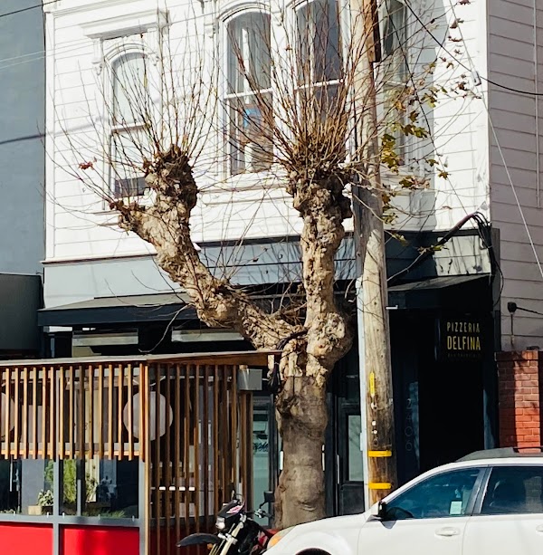 Pizzeria Delfina - Pacific Heights 1