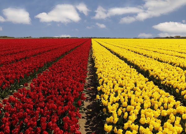 Tulpenroute Goeree