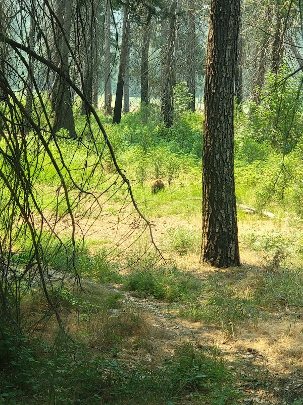 Yosemite Falls Trailhead 2