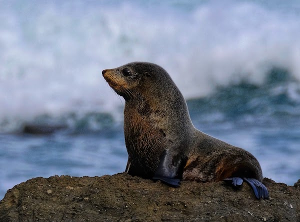Cape Palliser 4