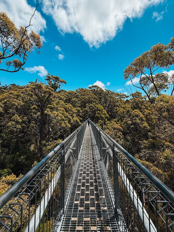 Valley of the Giants Tree Top Walk 1