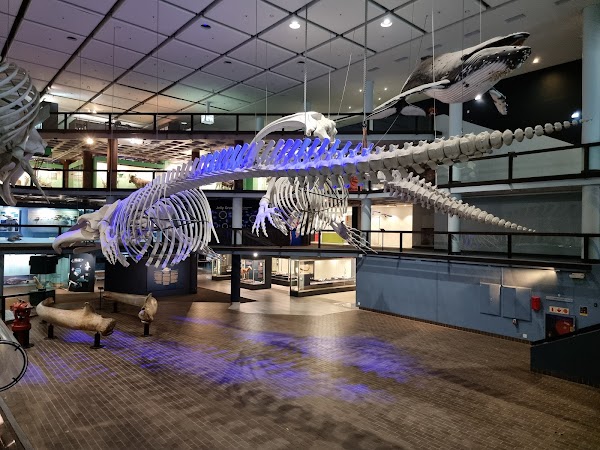 Iziko South African Museum 5