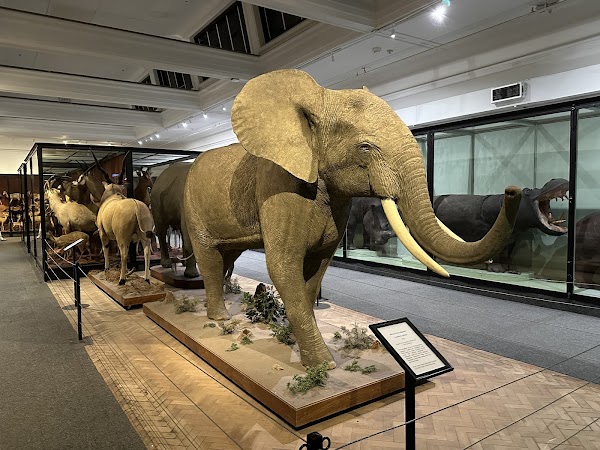 Iziko South African Museum 4