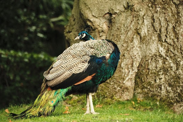 Holland Park 4