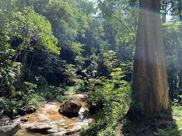 Forest Research Institute Malaysia (FRIM) 5