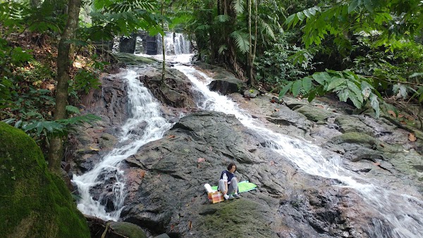 Forest Research Institute Malaysia (FRIM) 3