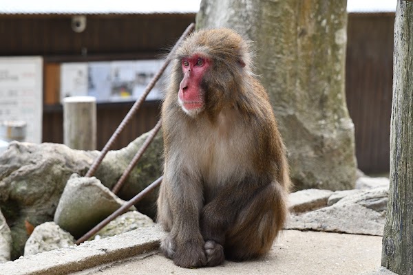 Awaji Monkey Center 1
