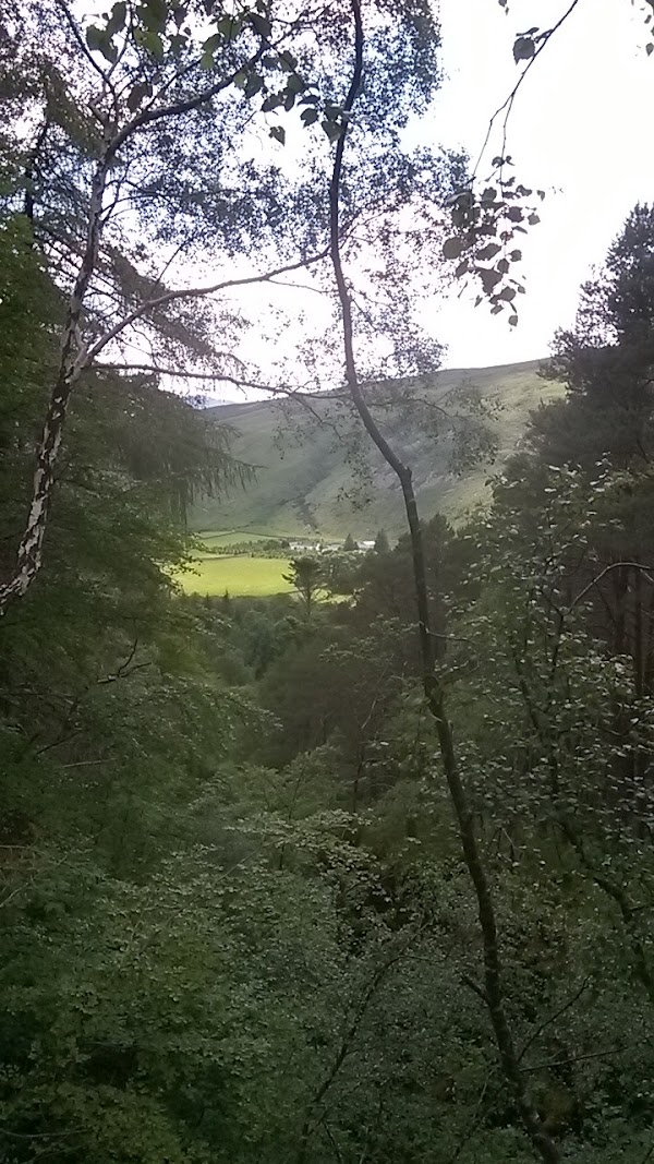 Lael Forest