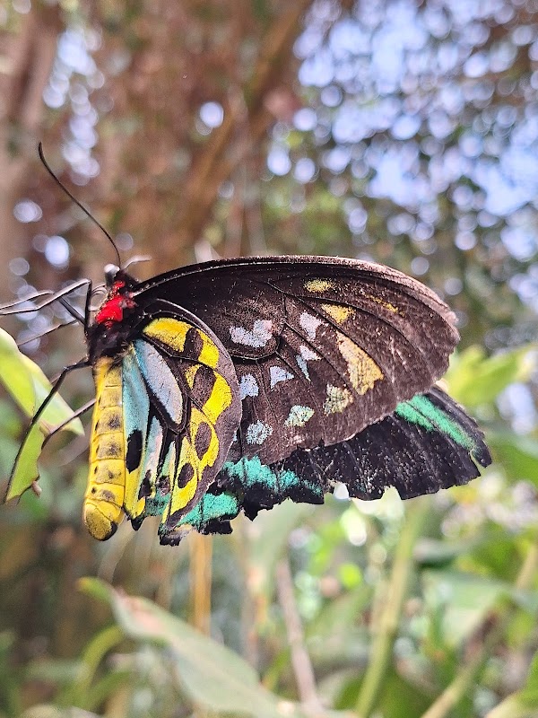 Magic Wings Butterfly Conservatory 1