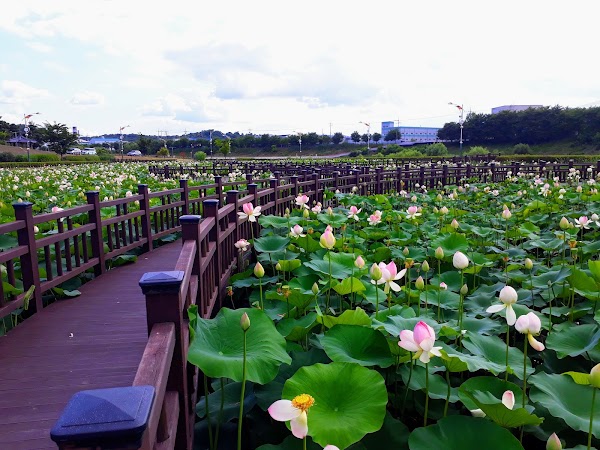 Jocheon Lotus Park 1