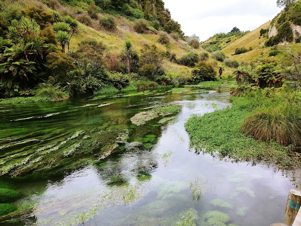 Putāruru 4