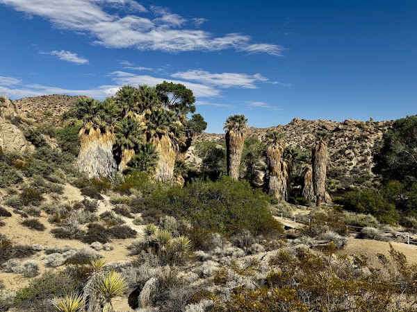 Cottonwood Spring 1