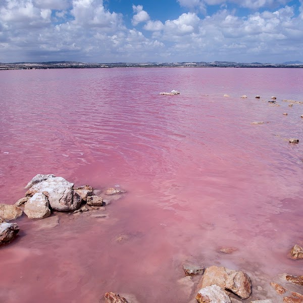 The Pink Lake Of Torrevieja