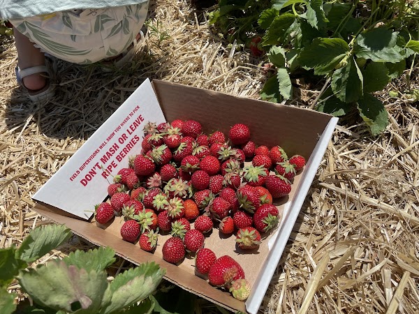 Butler's Orchard 4