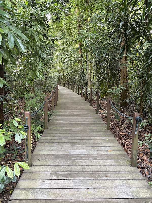 Rainforest Trail 1