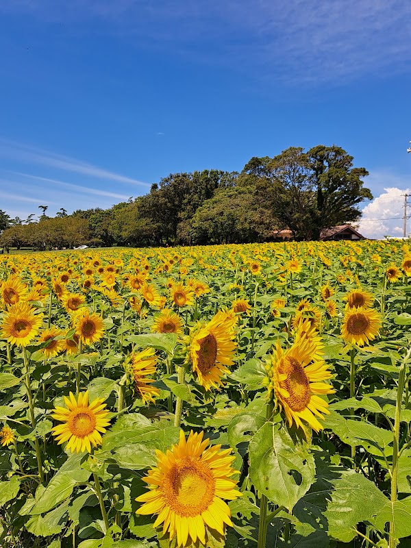 Nagasakibana sunflower field observatory 1