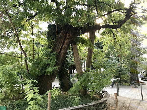 The Oldest Tree in Paris