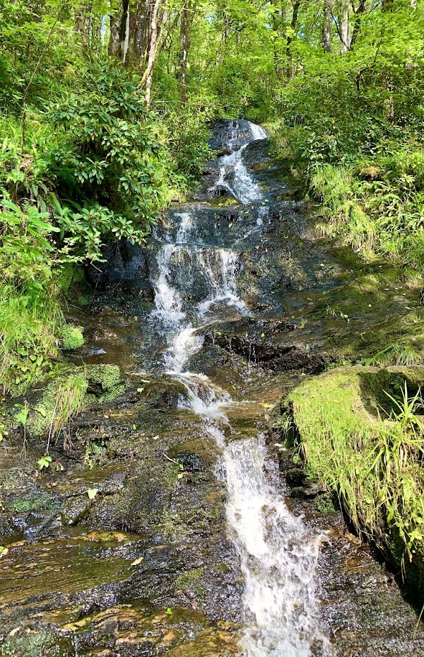 Glenbranter Forest