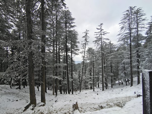 Mahashu Peak, Kufri 1