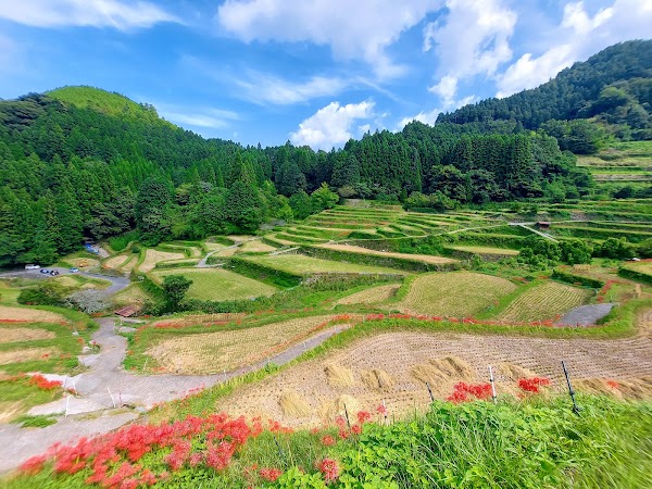 Tsuzura Rice Terrace 1