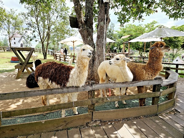 Mongo Land - Đà Lạt 4