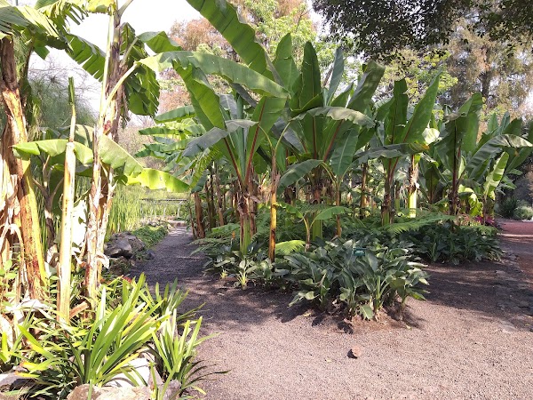 Jardín Botánico del Bosque de Chapultepec 5