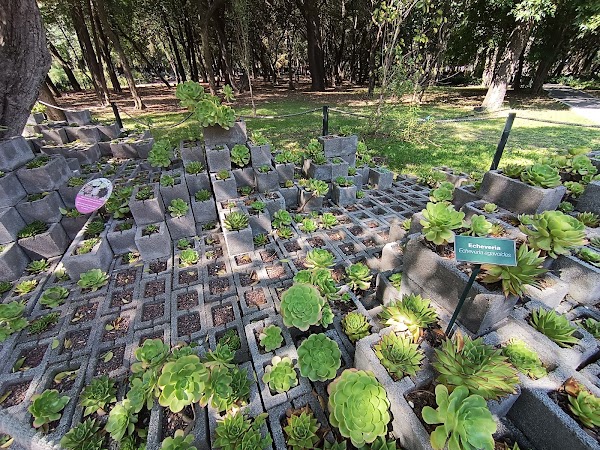 Jardín Botánico del Bosque de Chapultepec 2