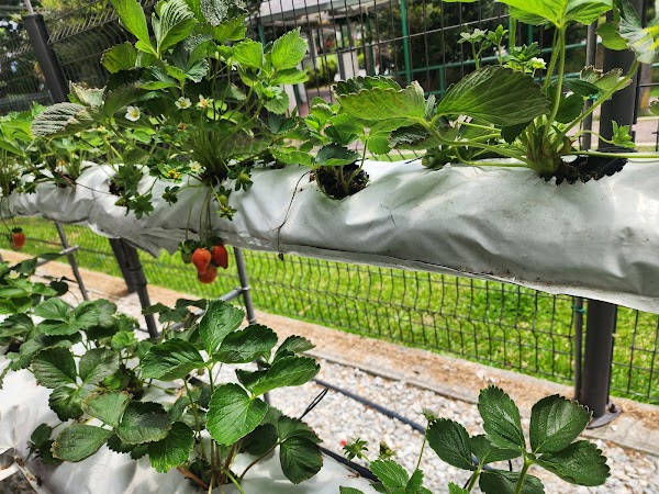 Strawberry farm 4