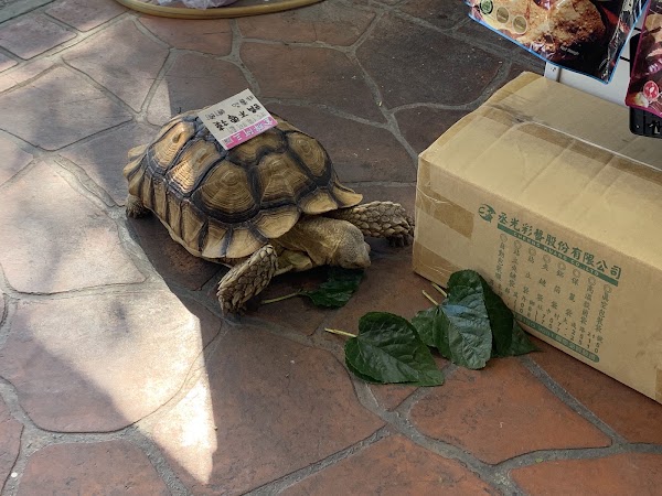 旗津金牌阿三 魷魚絲 海洋休閒食品批發 3