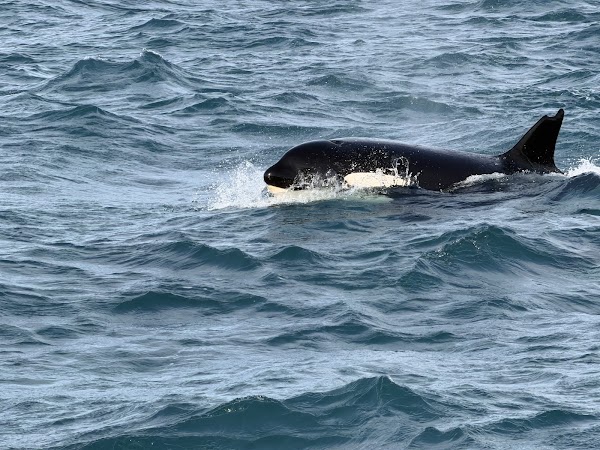 Láki Tours (Whale Tour)