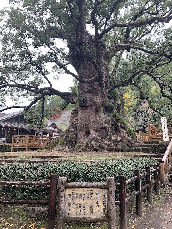Giant Camphor Tree of Kamoh