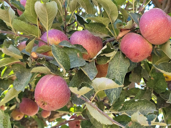 Willowbrook Apple Farm 1