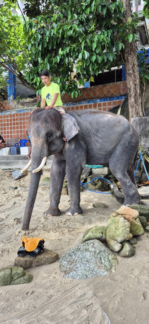 Elephant Swims @Lucky Beach, Tri Trang 4